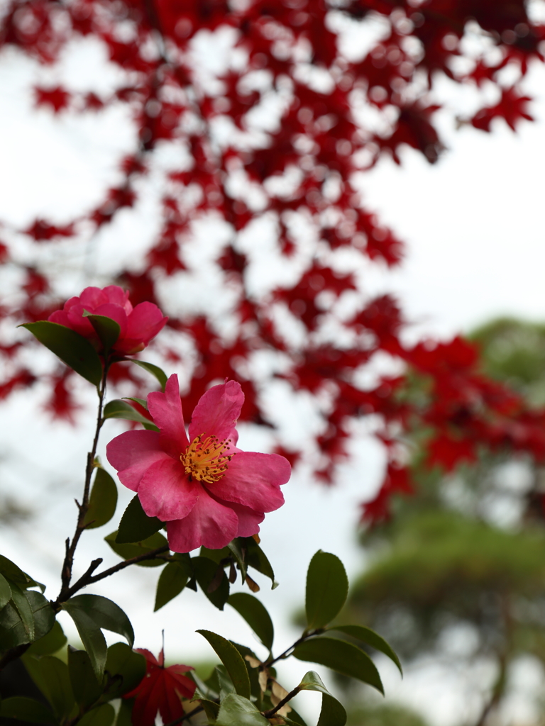 主役は紅葉で