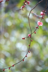 Please imagine full bloom