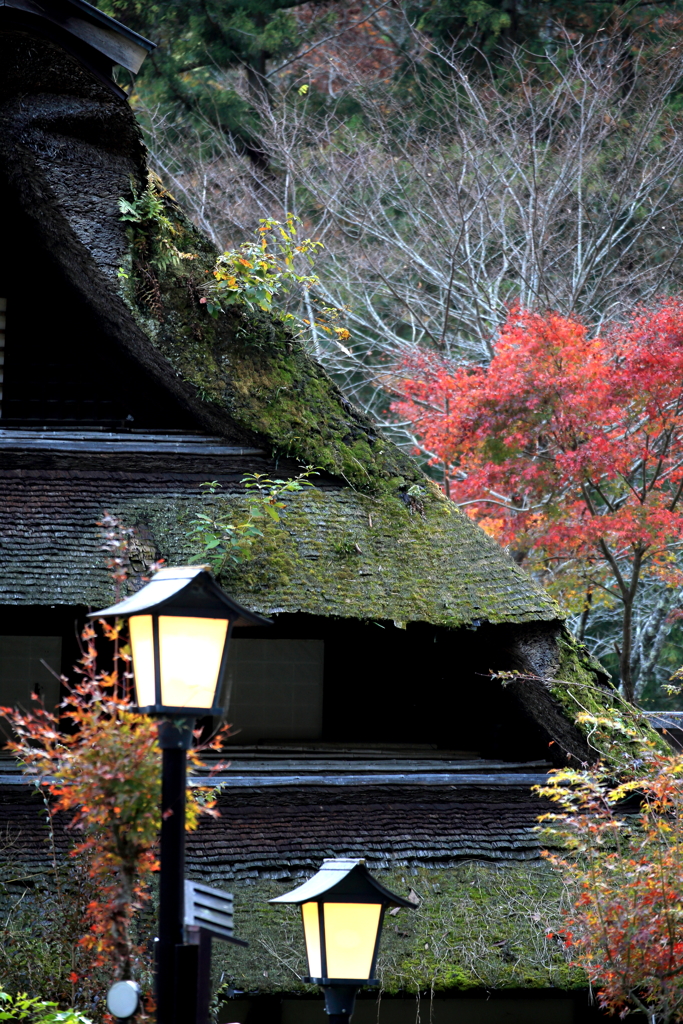 紅葉を飾る