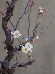 White plum blossoms