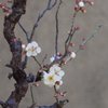 White plum blossoms