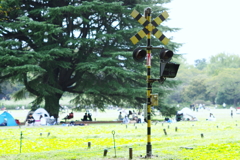 次に通過する花は...