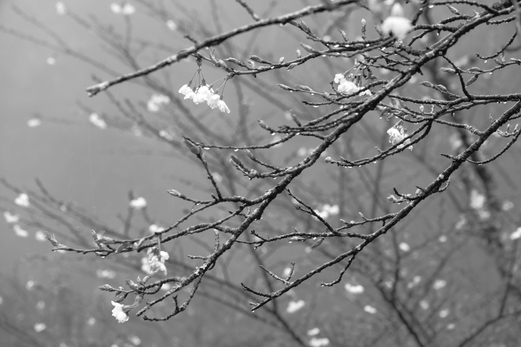 Flower like snow