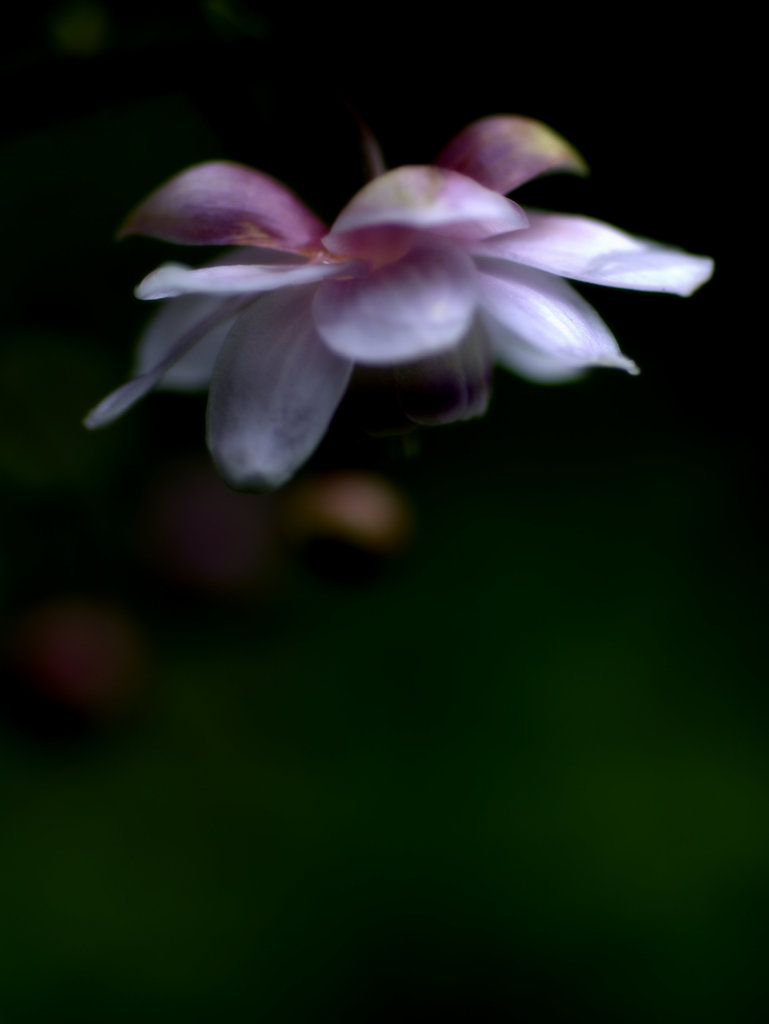 去年は雨　今年はちょっと早かった5