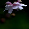 去年は雨　今年はちょっと早かった5