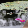 浮く花