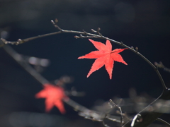 次季への虚ろな移行3