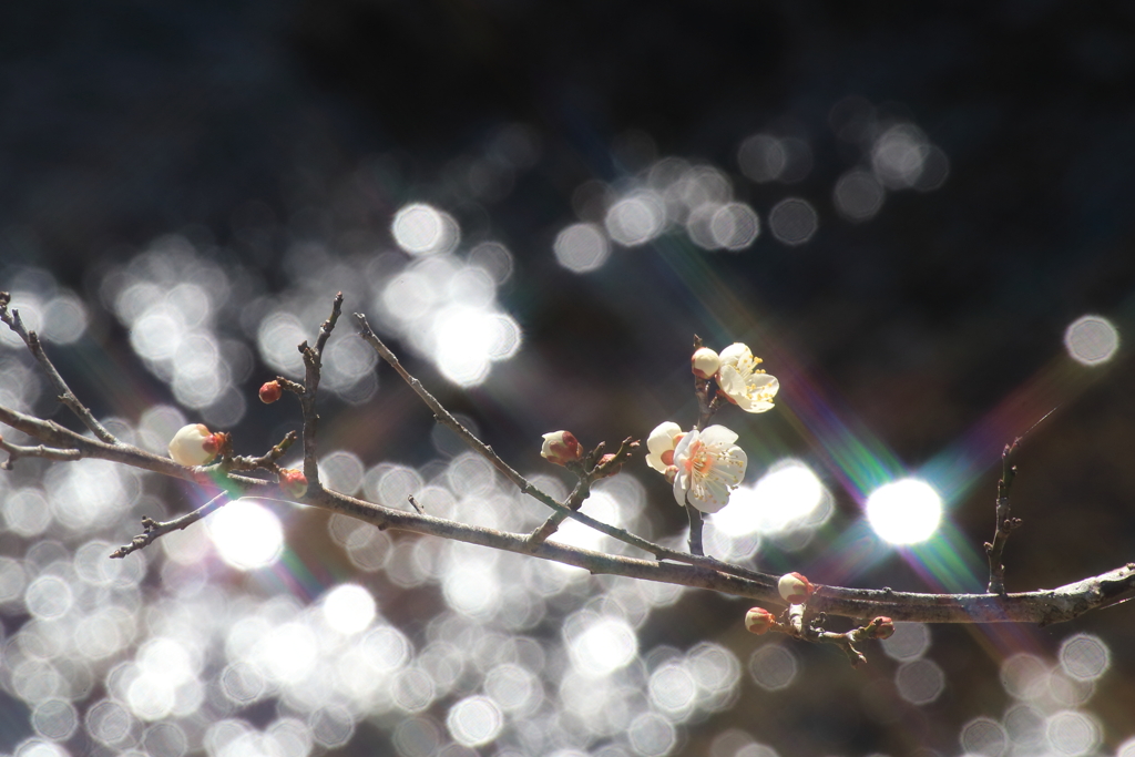 Plum blossoms dreamed of rainbow