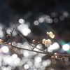 Plum blossoms dreamed of rainbow