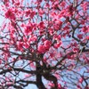 紅春青春