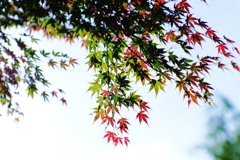 さわやかもみじ