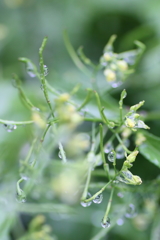 大きくしないで２