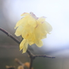 すりガラス越しの早春