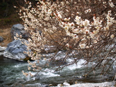 Plum blossom13