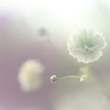 なみだ草