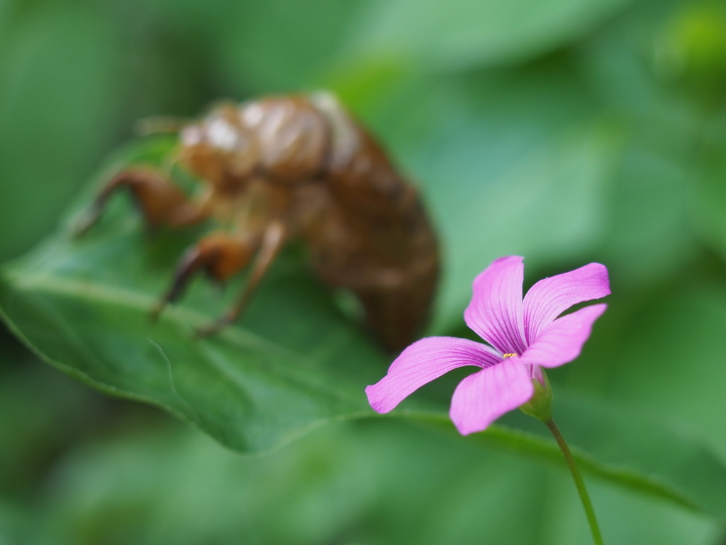 大団円に花を添えて