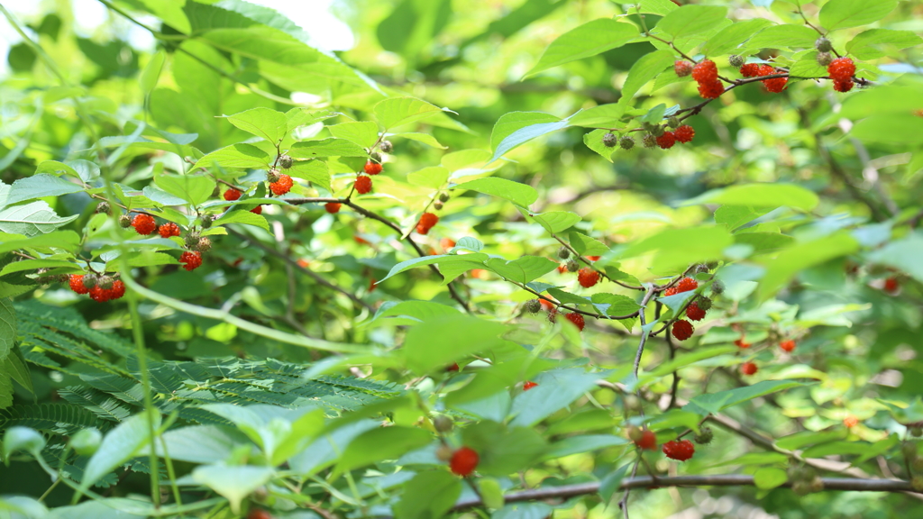 美味そうな赤い実