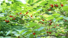 美味そうな赤い実