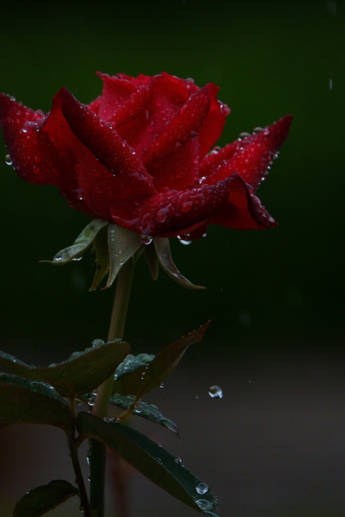 The sound of falling drops