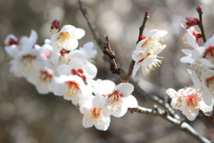 Plum blossom11
