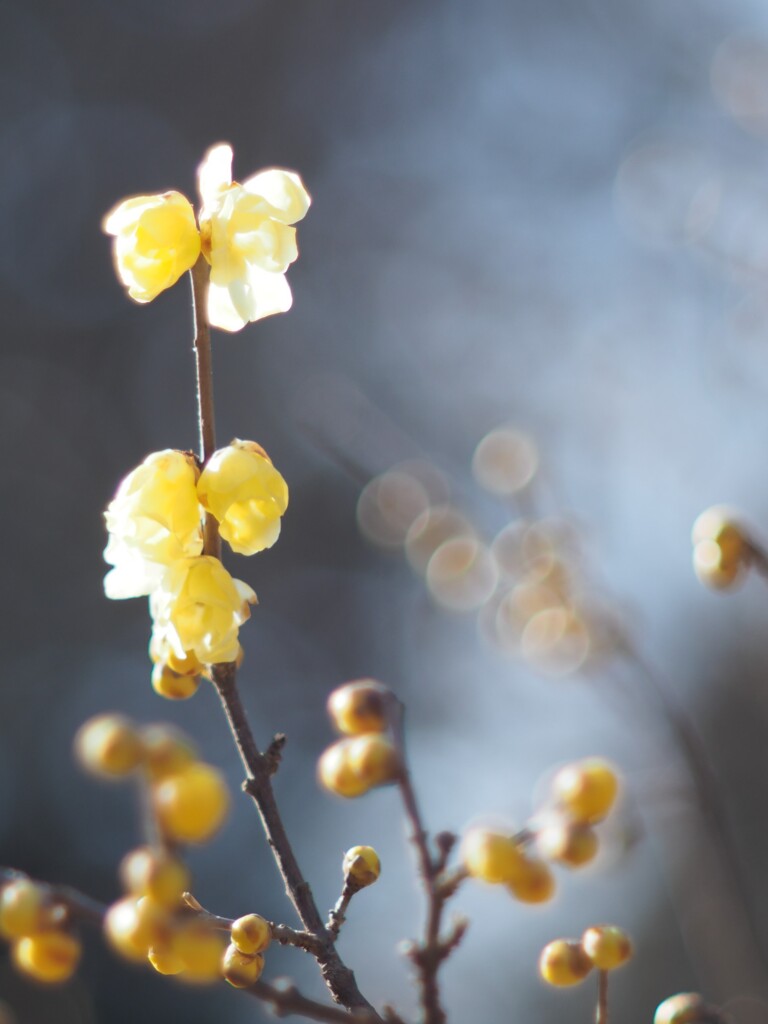 Yellow plum blossoms