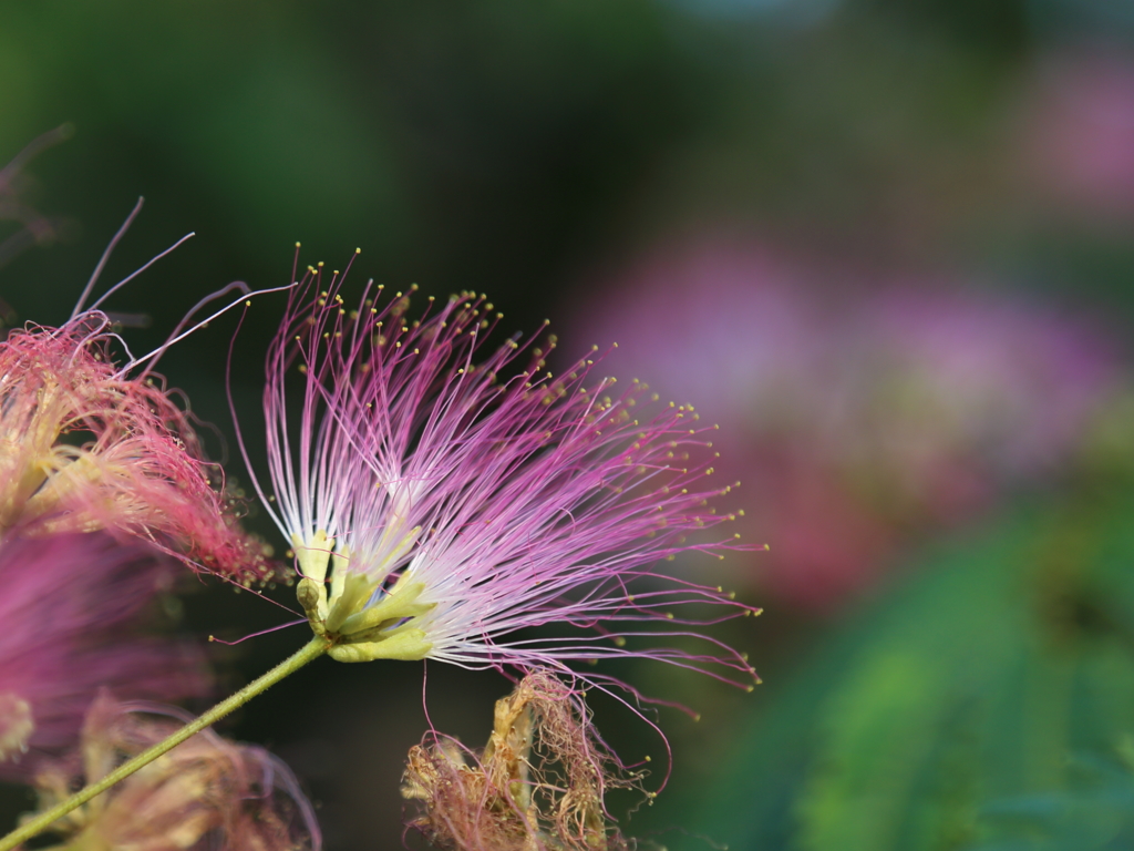 hitokukuri hana112-3