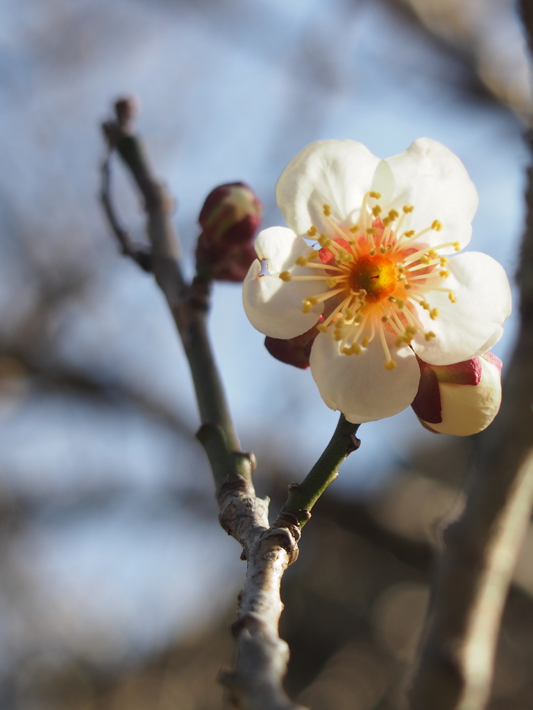 Plum blossom7