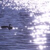Grains of light
