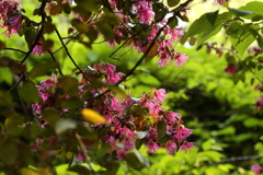 木陰より 花柄のカーテン