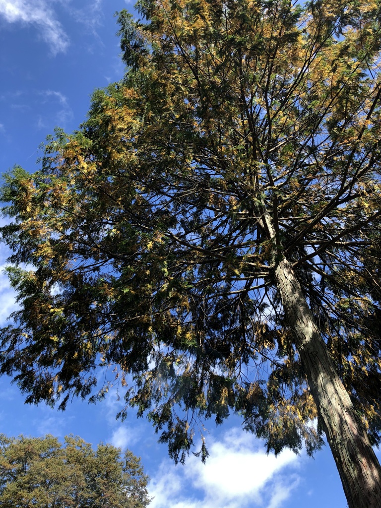 澄空