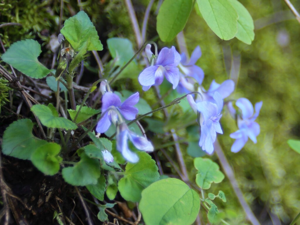 花を撮りに行きたいけれど