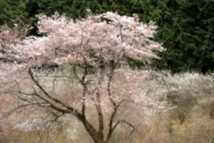 桜の時間4