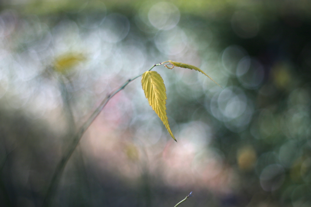 木漏れ日のRhythm