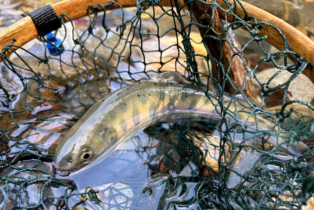 【魚注意】こちら活山女でございます