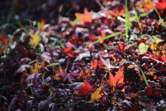 落ちたってまだ紅葉なのさ～