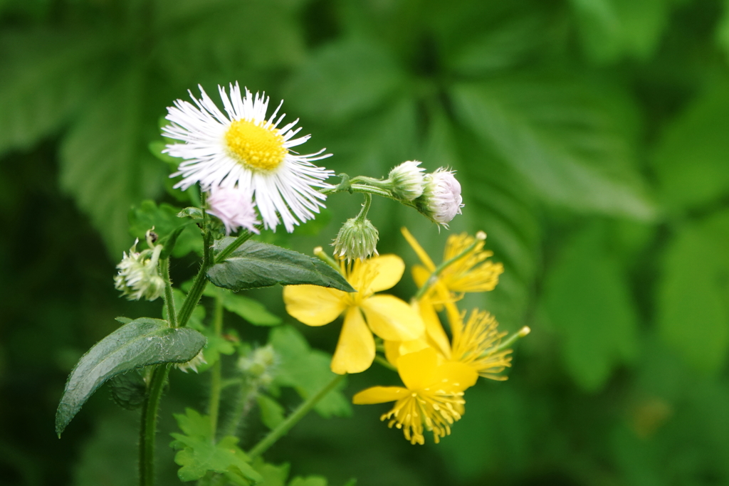 ささやかな花束