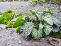 趣のある雑草1