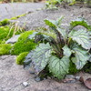 趣のある雑草1