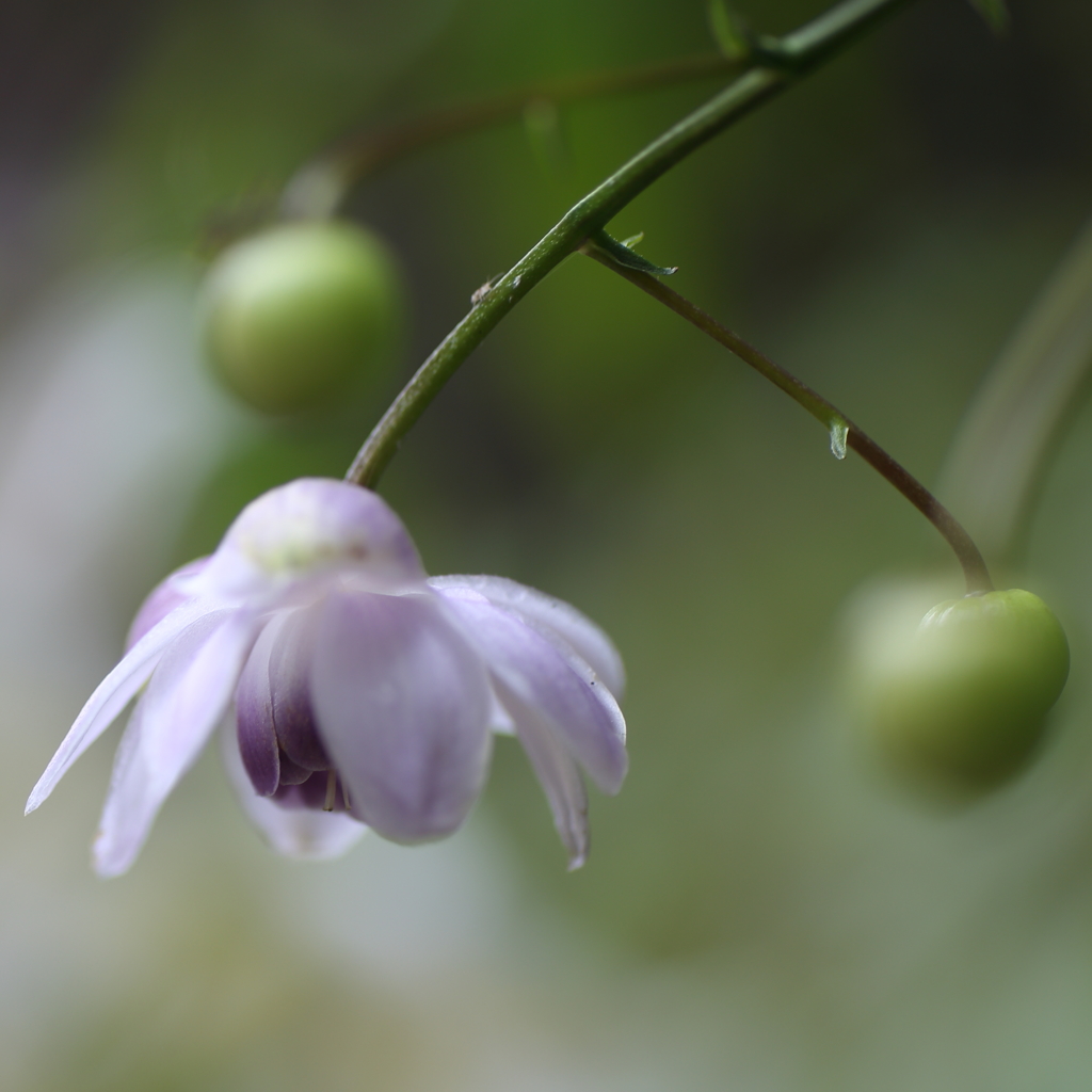 去年は雨　今年はちょっと早かった3