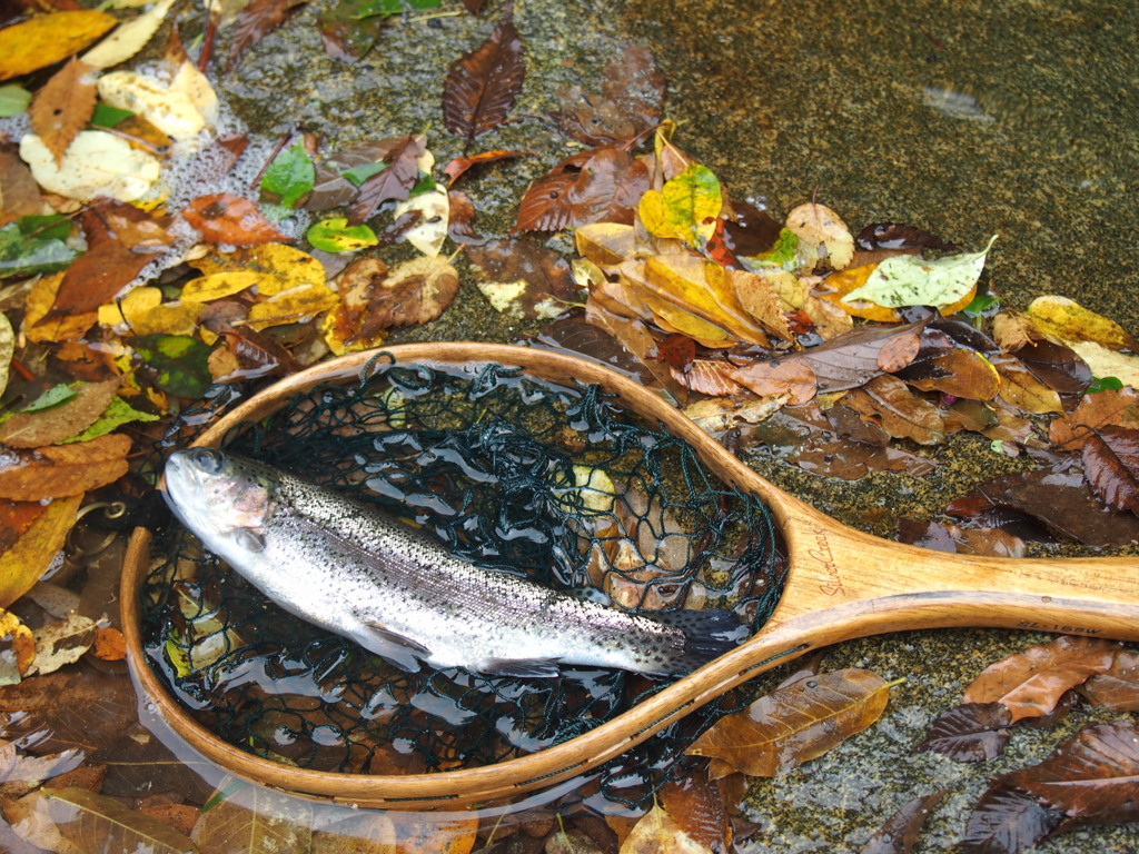 【魚注意】ここにも秋色2