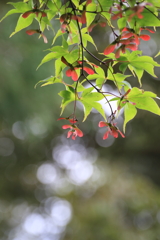 次の紅色は任せなさい！