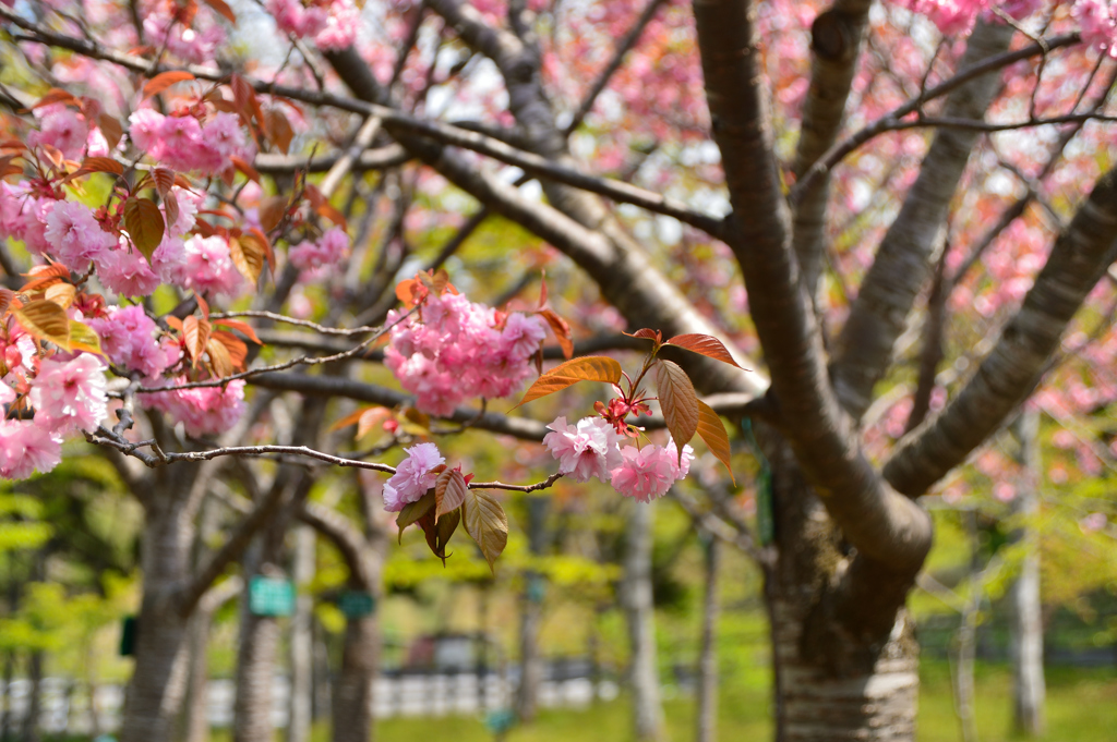 八重桜