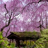 桜色の空