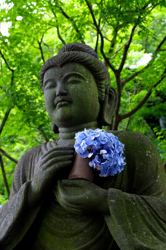 紫陽花と微笑