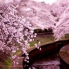 桜の靄