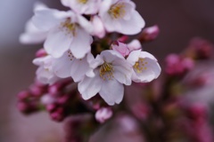 桜色の目覚め