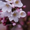 桜色の目覚め