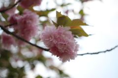 八重桜咲いてました！