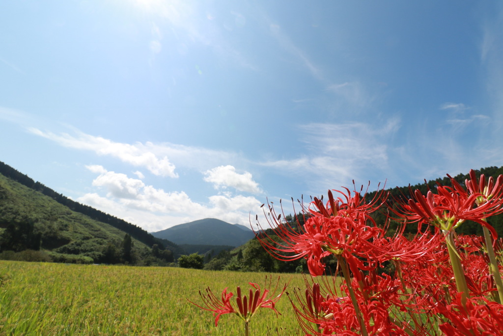 彼岸花  横