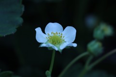 いちごの花！今年もそろそろ終わりですかね。